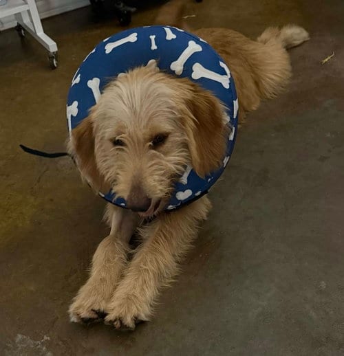 Photo of Bernie, adoptable Golden Retriever in Fort Worth, Texas
