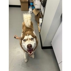 Photo of Lluvia, adoptable Husky in Georgetown, Delaware
