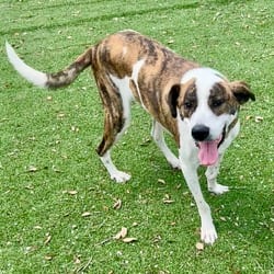 Photo of Sketchers 6803, adoptable Mixed Breed (Large) in Loxahatchee, Florida