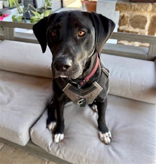 Photo of Duke, adoptable Labrador Retriever in Rosenberg, Texas