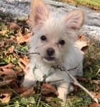 Photo of Honey Bun, adoptable Chihuahua in Springdale, Pennsylvania
