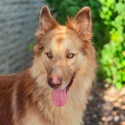 Photo of Henry JuM, adoptable Husky German Shepherd Dog in Hartford, Connecticut