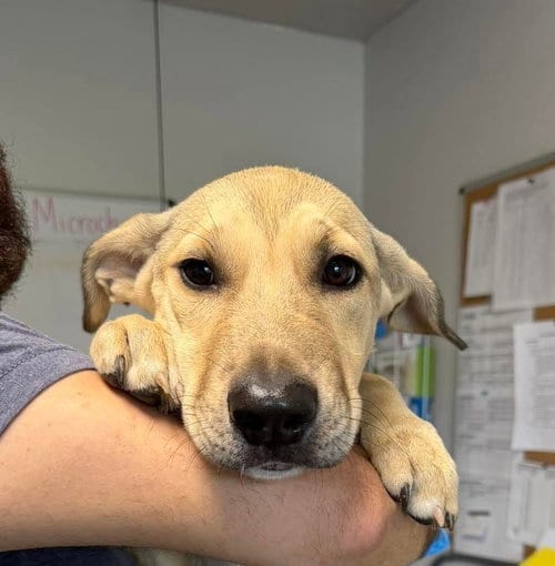 Photo of Jane, adoptable Shepherd in Bolivar, Missouri