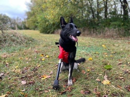 Photo of Nina Simone, adoptable German Shepherd Dog in SKOKIE, Illinois