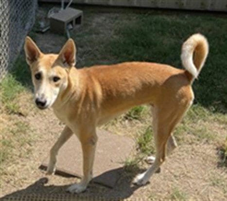 Photo of Kim, adoptable Husky in Houston, Texas