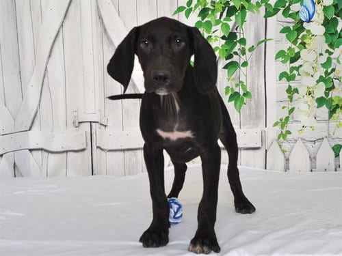 Photo of Beau, adoptable Weimaraner in Oroville, California