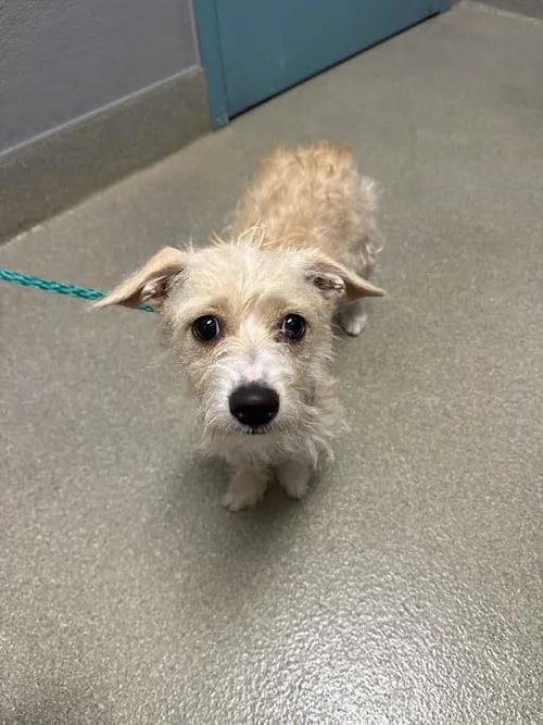 Photo of Lily, adoptable Terrier in Las Vegas, Nevada