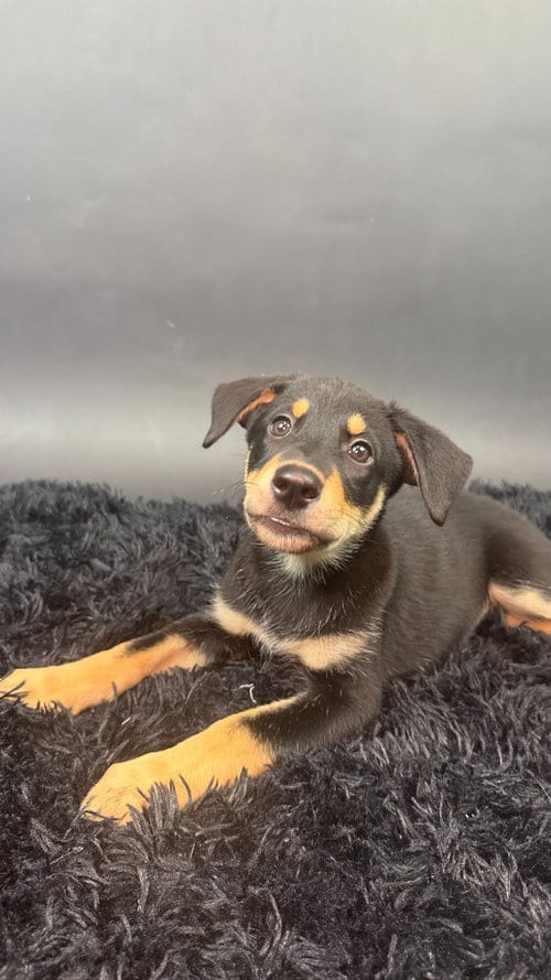 Photo of Licorice, adoptable Husky in Phoenix, Arizona