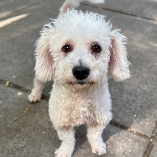 Photo of Cotton, adoptable Poodle (Miniature) in Oakland, California