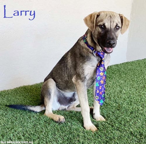 Photo of Larry, adoptable German Shepherd Dog in San Diego, California