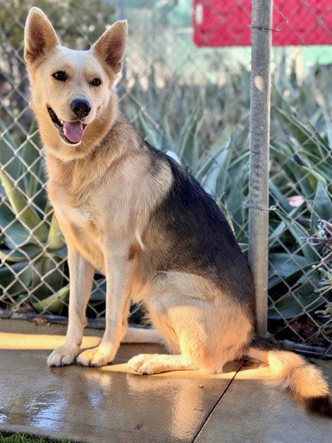 Photo of Ethel, adoptable German Shepherd Dog in Agoura, California