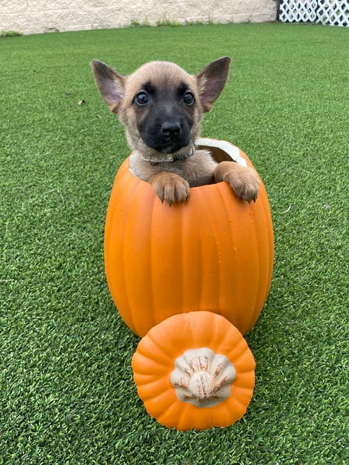 Photo of Hallowed Harvest - Baby Boo - Located in Florida, adoptable Belgian Shepherd Malinois in Imlay City, Michigan