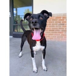 Photo of Angel, adoptable Mixed Breed (Medium) in Baton Rouge, Louisiana
