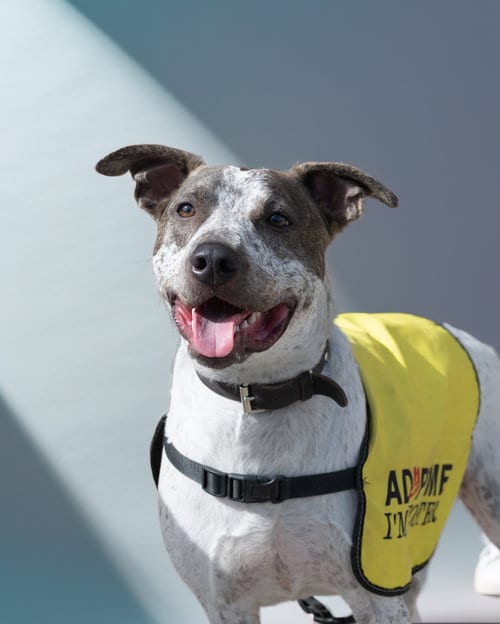 Photo of Beau, adoptable Cattle Dog in Holbrook, New York