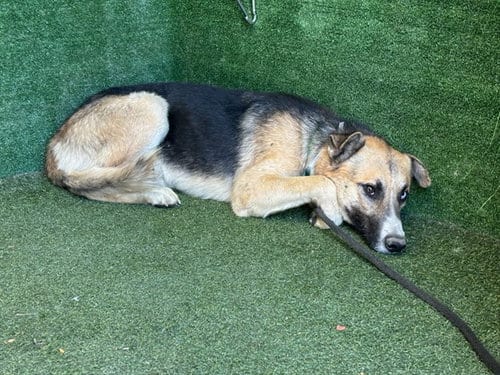 Photo of Jack, adoptable German Shepherd Dog in Lancaster, California