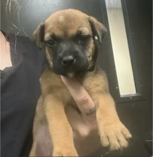 Photo of Ivy (NY-Sarah), adoptable German Shepherd Dog in SHERBURNE, New York