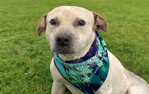 Photo of Lilac, adoptable Australian Cattle Dog/Blue Heeler in Ft Lauderdale, Florida