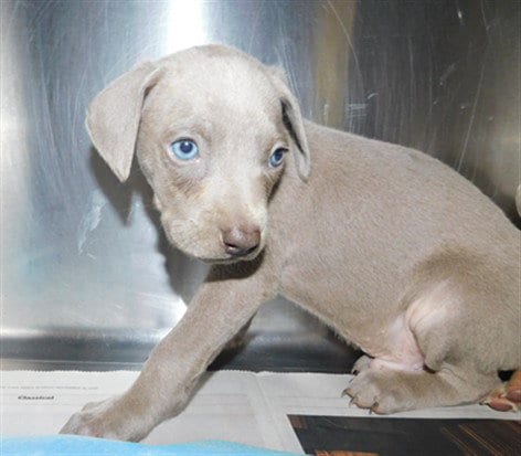 Photo of Alexander, adoptable Weimaraner in Chatsworth, California