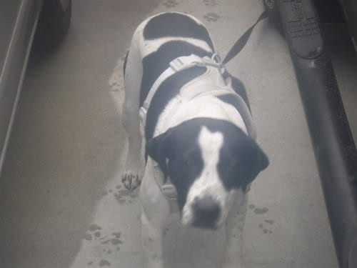 Photo of Kyla, adoptable Terrier in Miami, Florida