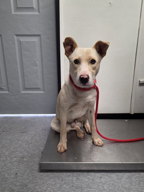 Photo of Pepino, adoptable Unknown breed (short coat) in Las Vegas, New Mexico