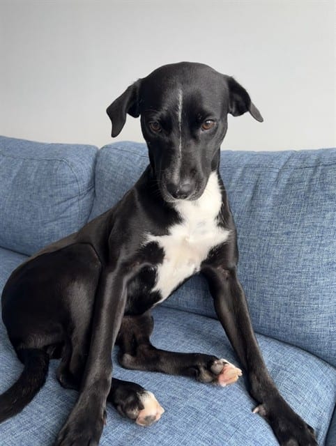 Photo of Luna, adoptable Terrier in Miami, Florida