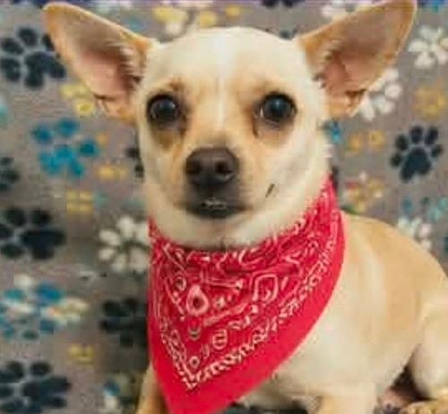 Photo of Churro, adoptable Chihuahua in Robbinsdale, Minnesota