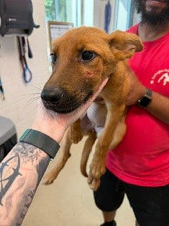 Photo of Daisy, adoptable Carolina Dog in Haw River, North Carolina