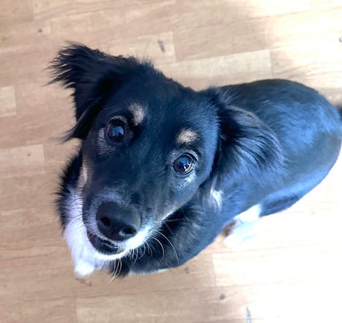 Photo of Luka, adoptable Australian Shepherd in Mount Airy, North Carolina