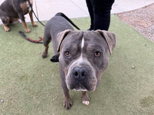 Photo of Rolo, adoptable American Pit Bull Terrier in Phoenix, Arizona