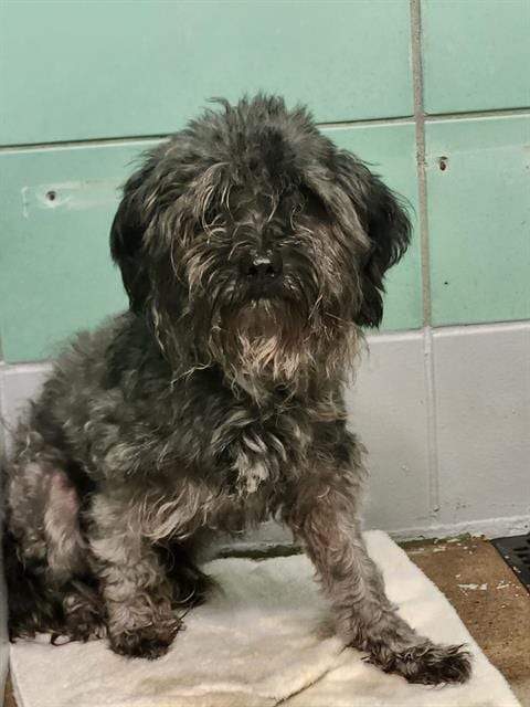 Photo of Willy, adoptable Miniature Schnauzer in Houston, Texas