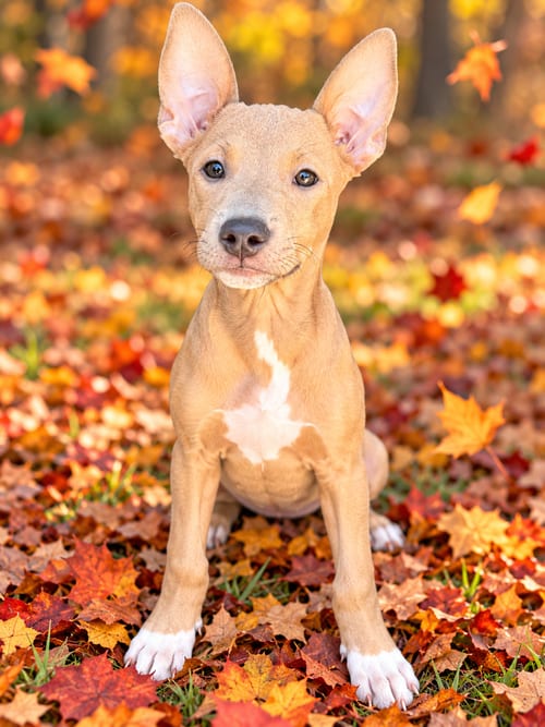 Photo of Harpeth (f), adoptable Pit Bull Terrier in Nashville, Tennessee