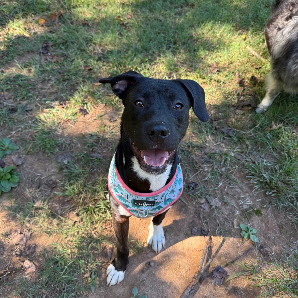 Photo of Bart, adoptable Terrier, Pit Bull in Greensboro, North Carolina