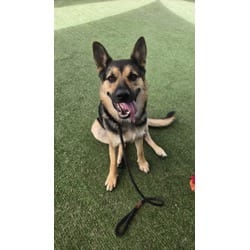 Photo of Price, adoptable German Shepherd Dog in Chatsworth, California