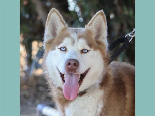 Photo of Marlin, adoptable Siberian Husky in Martinez, California