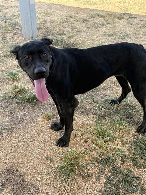 Photo of Athena, adoptable Labrador Retriever in Killeen, Texas