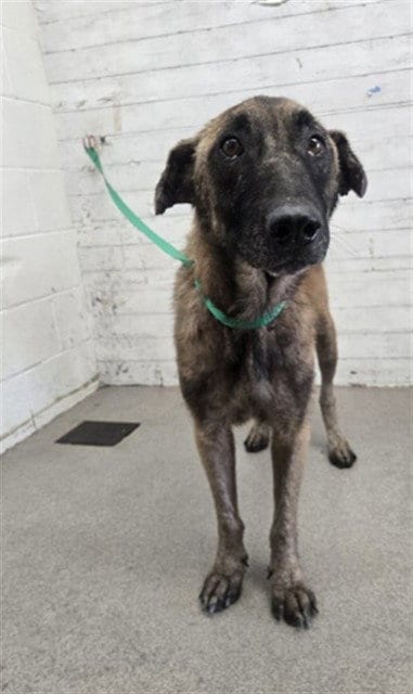 Photo of Burton, adoptable Belgian Shepherd Malinois in San Bernardino, California