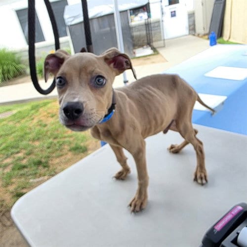 Photo of Springsteen, adoptable Pit Bull Terrier in Long Beach, California