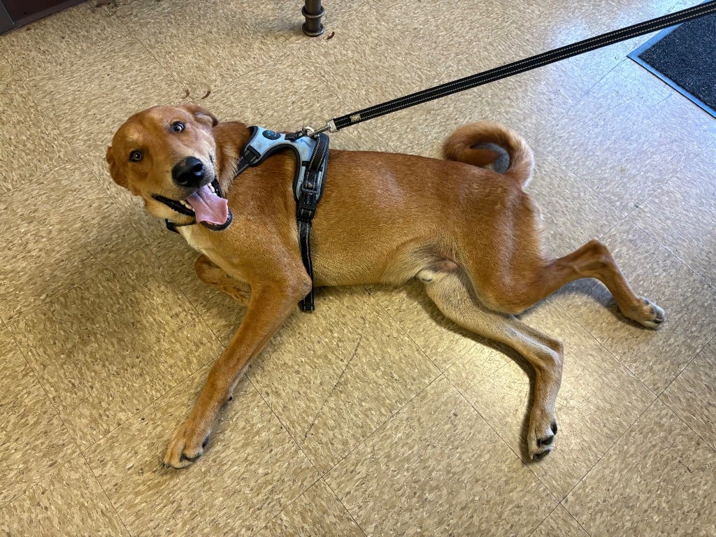 Photo of Hunter, adoptable Labrador Retriever in Nacogdoches, Texas
