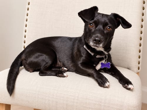 Photo of Tarot, adoptable Dachshund in Romoland, California