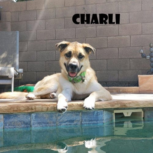Photo of Charli, adoptable Anatolian Shepherd in Vail, Arizona