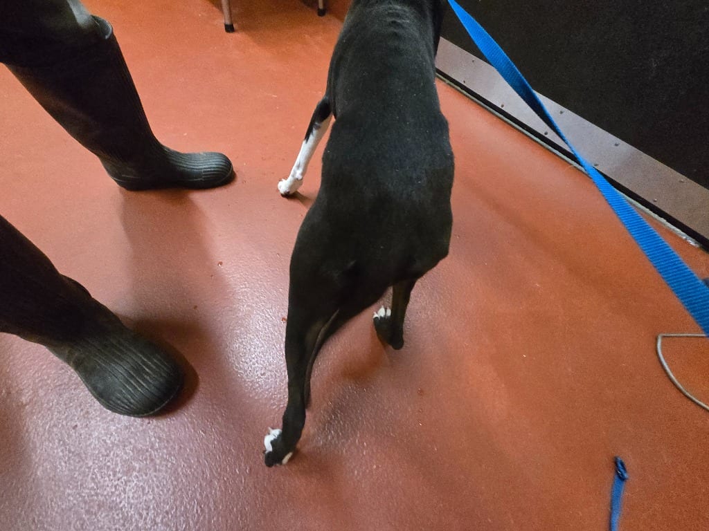Photo of Julie, adoptable Mixed Breed in Douglasville, Georgia