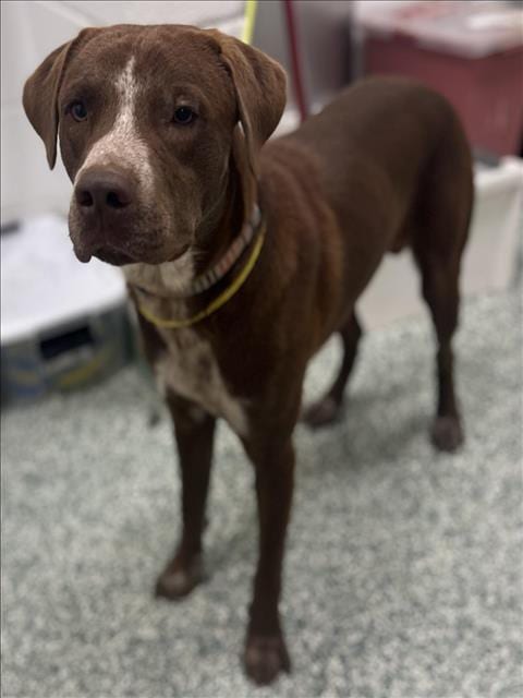 Photo of Kevin, adoptable Pointer in Salisbury, North Carolina