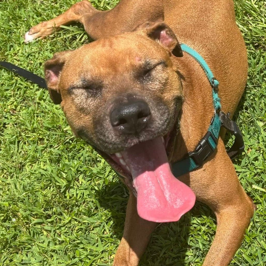 Photo of Ruby, adoptable Mixed Breed (Large) in Gainesville, Florida