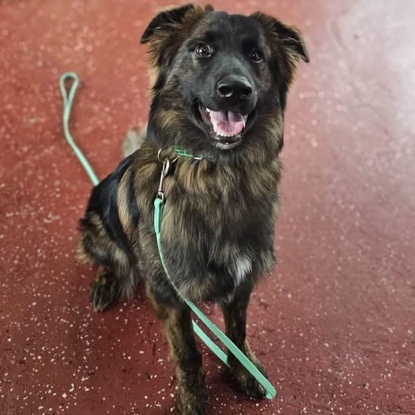 Photo of Brookie, adoptable Shepherd, Dutch / Mix in Phoenix, Maryland