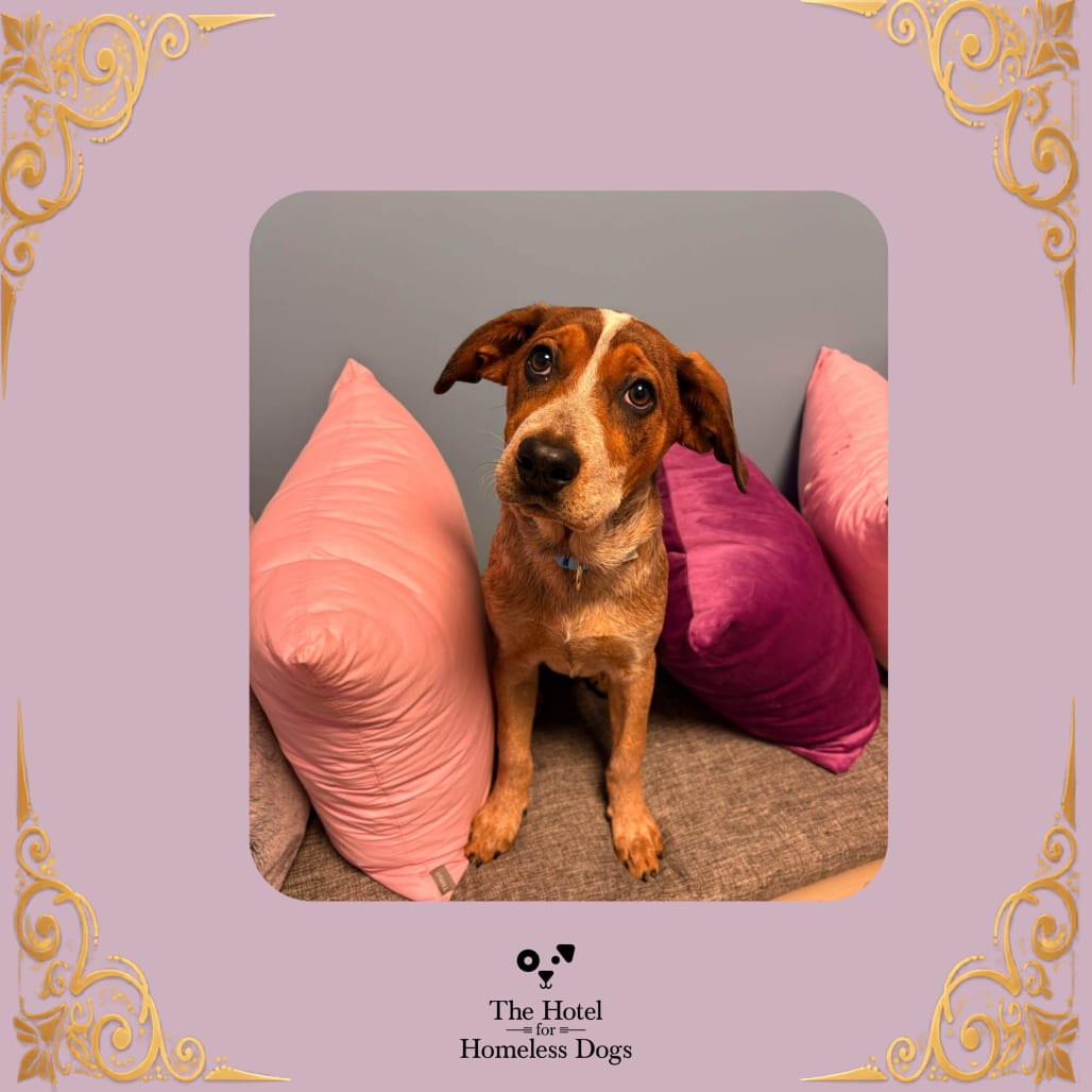 Photo of Dixie, adoptable Coonhound, Bluetick / Mix in Cumberland, Rhode Island