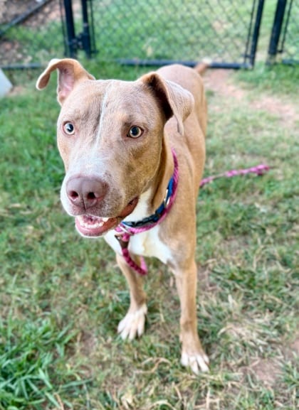 Photo of Modern, adoptable dog in Chamblee, Georgia
