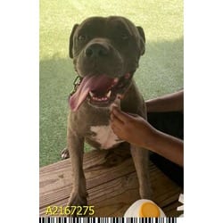Photo of Chopo, adoptable Mixed Breed (Medium) in West Palm Beach, Florida