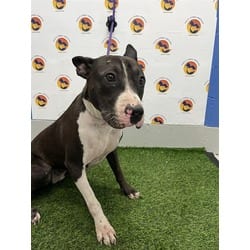 Photo of Theodora, adoptable Mixed Breed (Medium) in Land O'Lakes, Florida