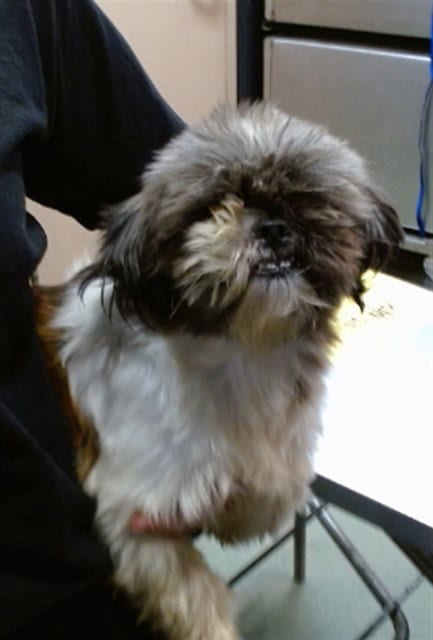 Photo of Luna, adoptable Shih Tzu in San Bernardino, California