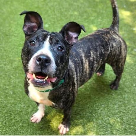 Photo of Tye Dye D12841, adoptable Terrier, Pit Bull / Terrier, Staffordshire Bull in Princeton area, Minnesota